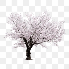 Blossoming Cherry Tree with Pink Flowers