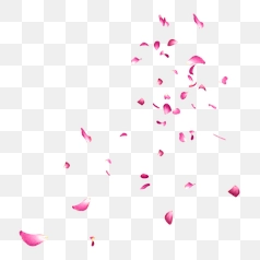 Delicate Pink Rose Petals in Motion – Transparent PNG Image