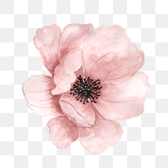 Delicate Pink Watercolor Flower Illustration