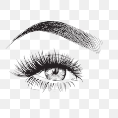 Detailed Eyebrow and Eyelash Illustration – Transparent PNG Image