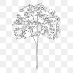 Detailed Sketch of a Tree Structure