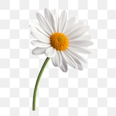 Elegant White Daisy Flower