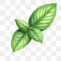 Fresh Mint Leaves Illustration