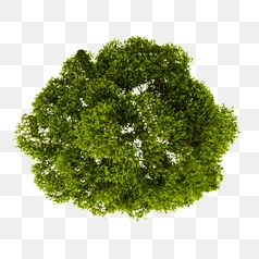 Isolated Green Tree Top View – Transparent PNG Image