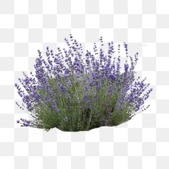 Lavender Bush with Purple Flowers