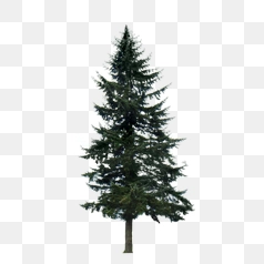 Lone Spruce Tree in Forest – Transparent PNG Image