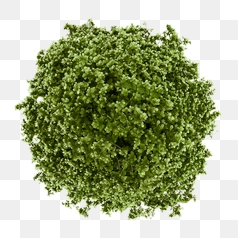 Lush Green Foliage from Above