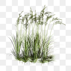 Lush Tall Grass Assembly Cutout – Transparent PNG Image