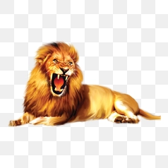 Majestic African Lion Portrait