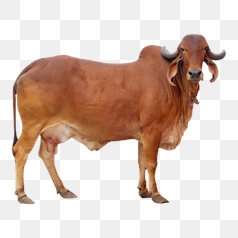 Red Gir Cow Portrait Detailed – Transparent PNG Image