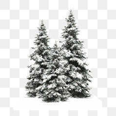 Snow Covered Pine Trees in Winter