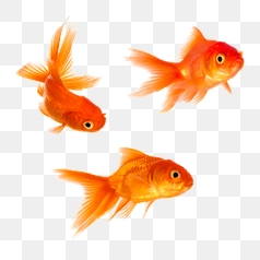 Three Elegant Goldfish Swimming Gracefully