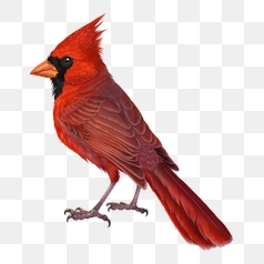 Vibrant Cardinal Illustration PNG