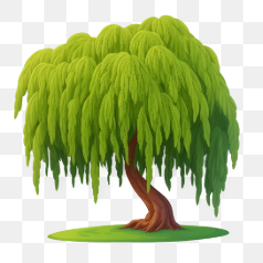 Willow Tree in Nature